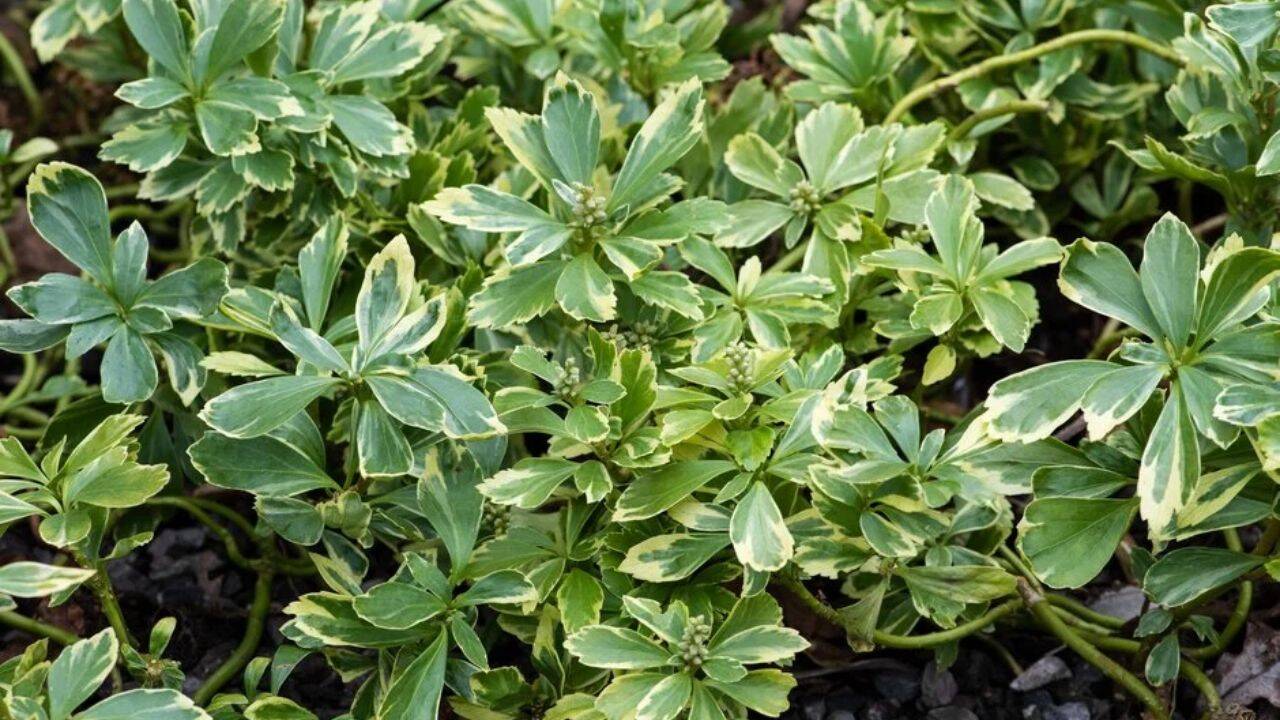 rhs 10 fast-growing ground cover plants for a beautiful, weed-free garden