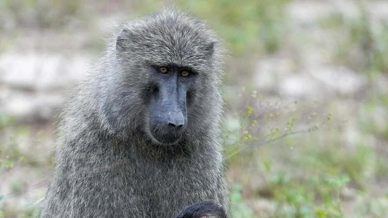 Wikimedia Commons Image of a mother baboon