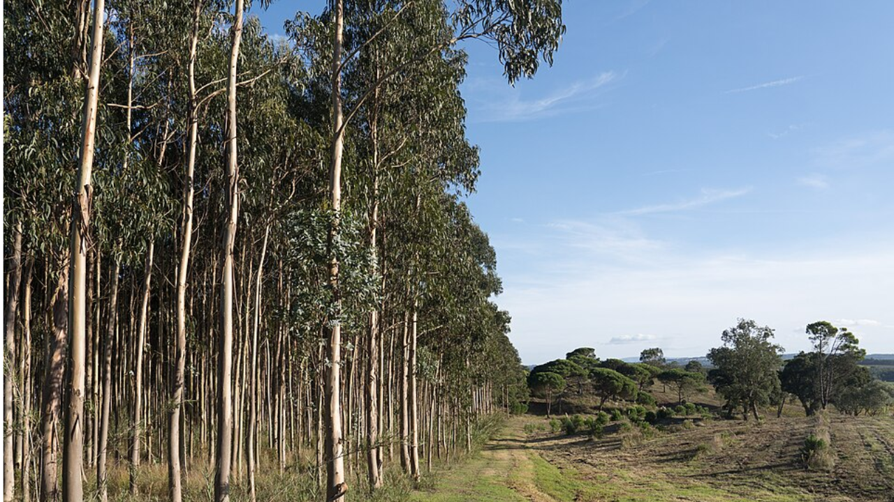 Image of Eucalyptus trees.