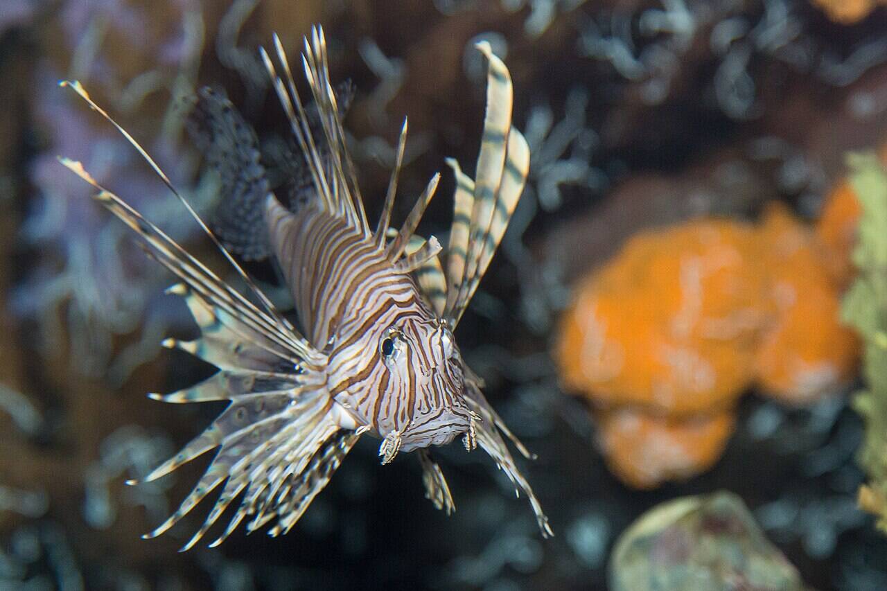 Red_lionfish_(Pterois_volitans)