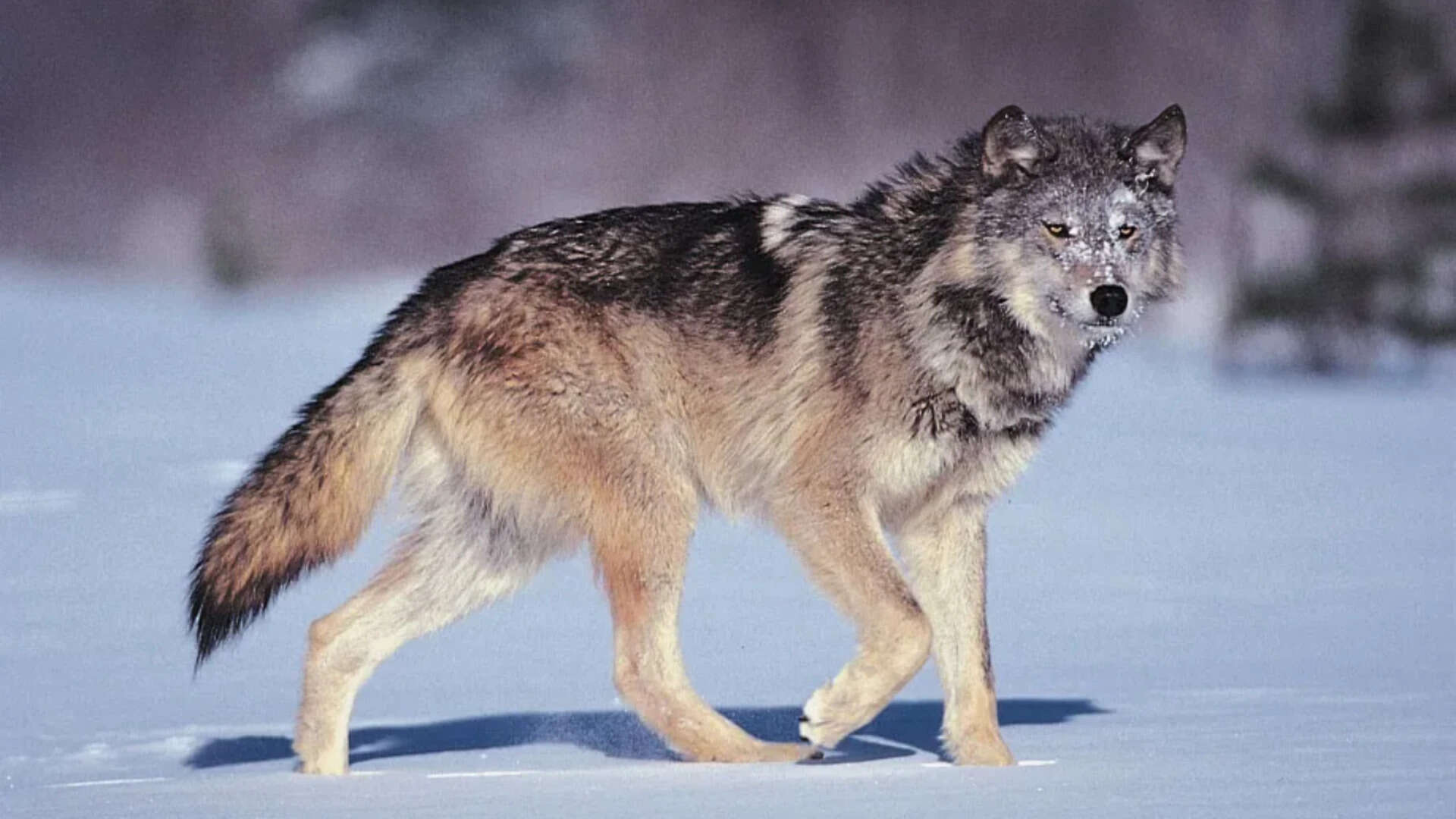 Italian proverb of the day: ‘The wolf loses its fur but not its vice’