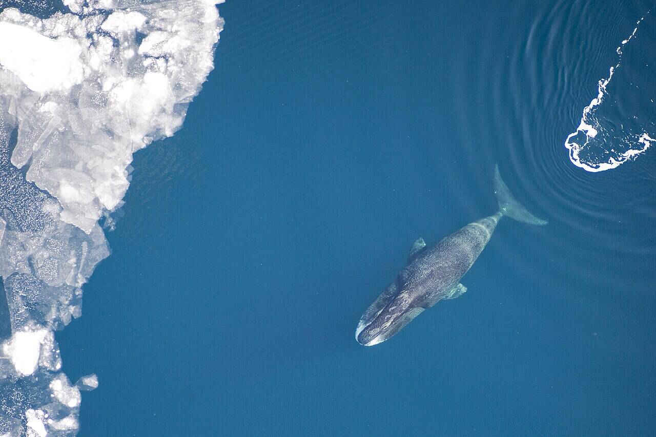 Wikimedia Commons Bowhead_Whale_NOAA