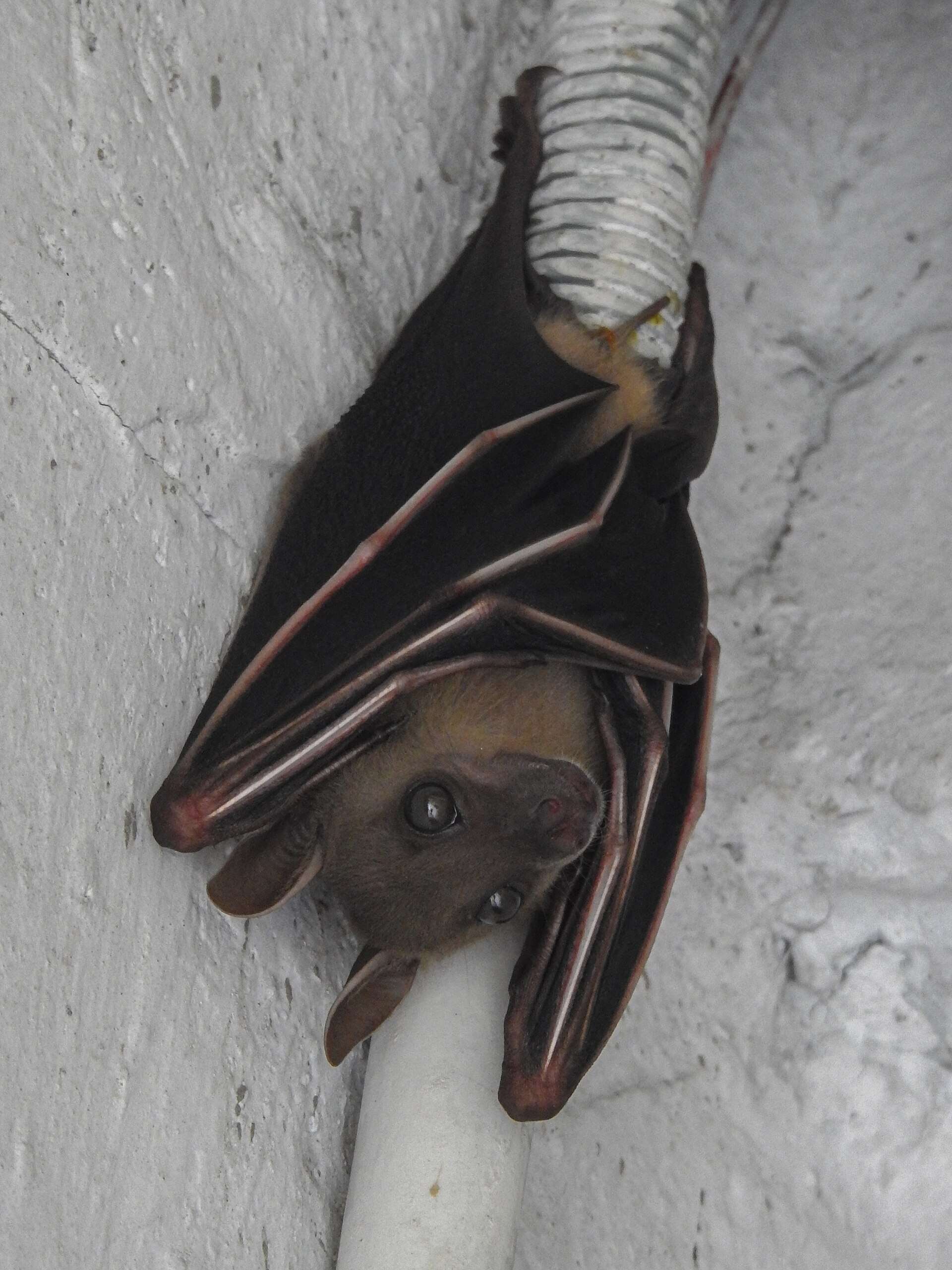 Modern technology has only recently confirmed this behavior, suggesting the Flemish master's dedication to realism captured a rare natural phenomenon centuries ago, highlighting the scientific value hidden within art. Image Credits: Wikimedia Commons Bat_03