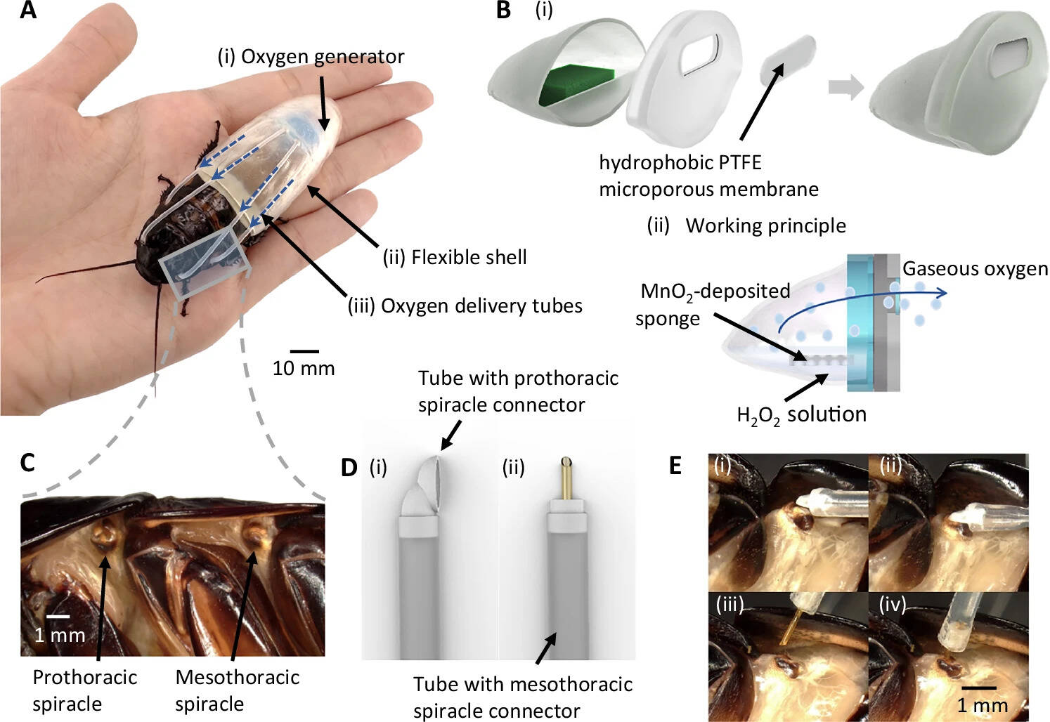 3D-printed suit for cyborg insects extends operations underwater Fig 2 41467_2026_74235_Fig2_HTML.
