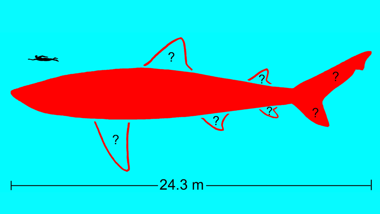 Tentative body outline of 24.3-meter-long (80-foot-long) extinct megatooth shark, Otodus megalodon