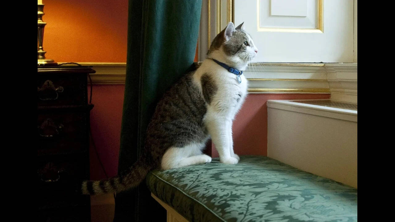 Britain Larry The Cat Photo Gallery (2)
