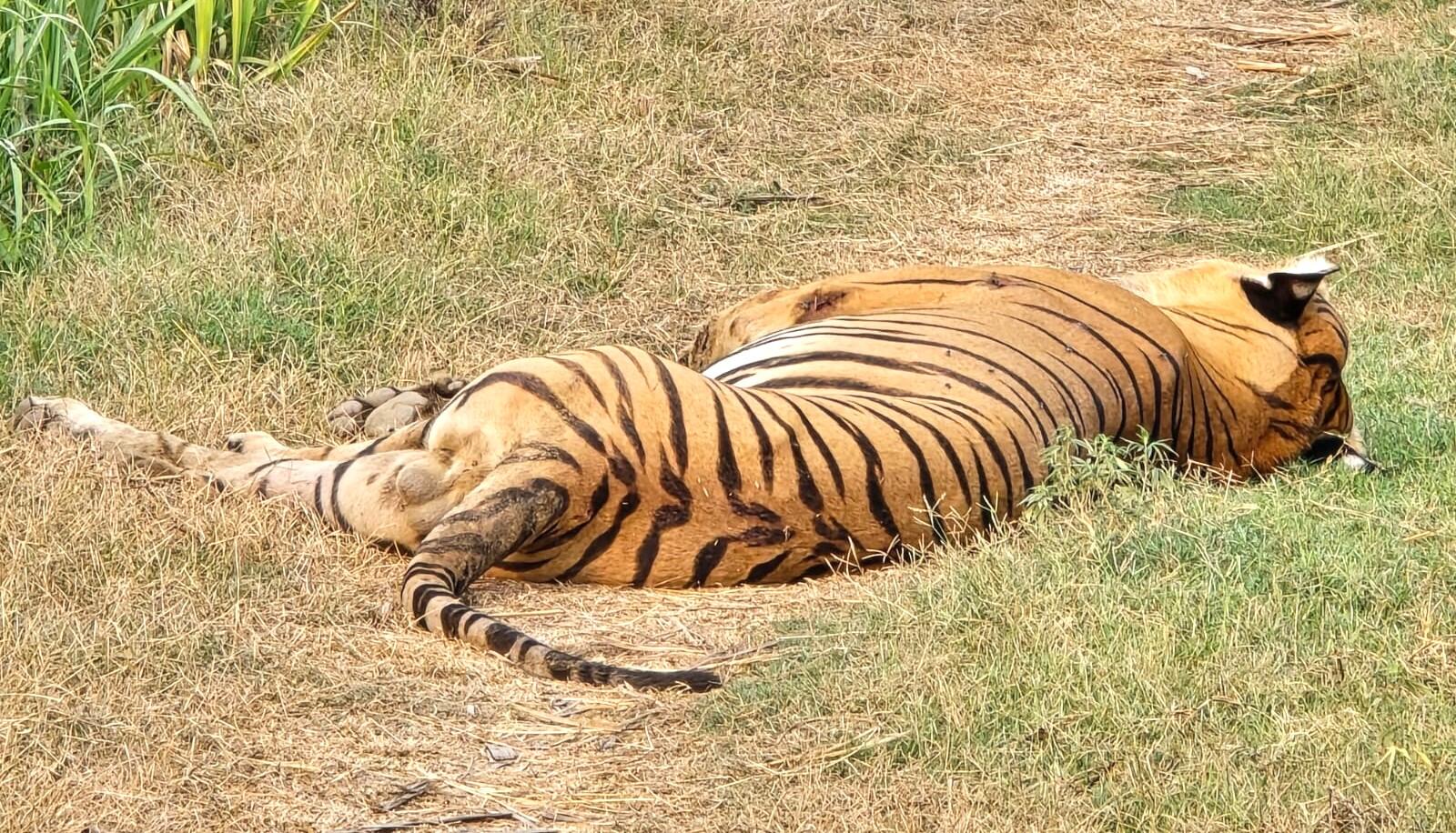 ad3e320b-f471-4cc5-bfe0-4780f2aebb55_Tiger_carcass_Image_1.jpg