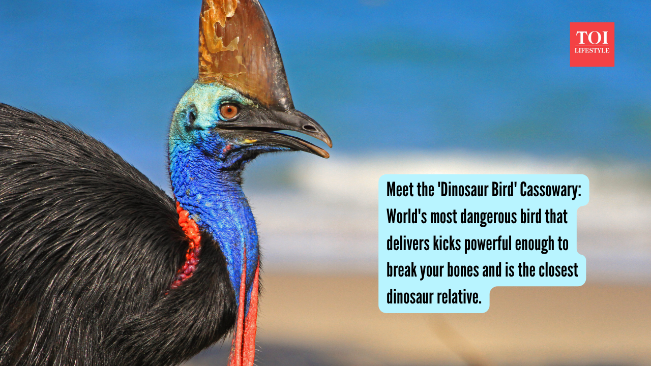 Meet the 'Dinosaur Bird' Cassowary World's most dangerous bird that delivers kicks powerful enough to break your bones and is the closest dinosaur relative.