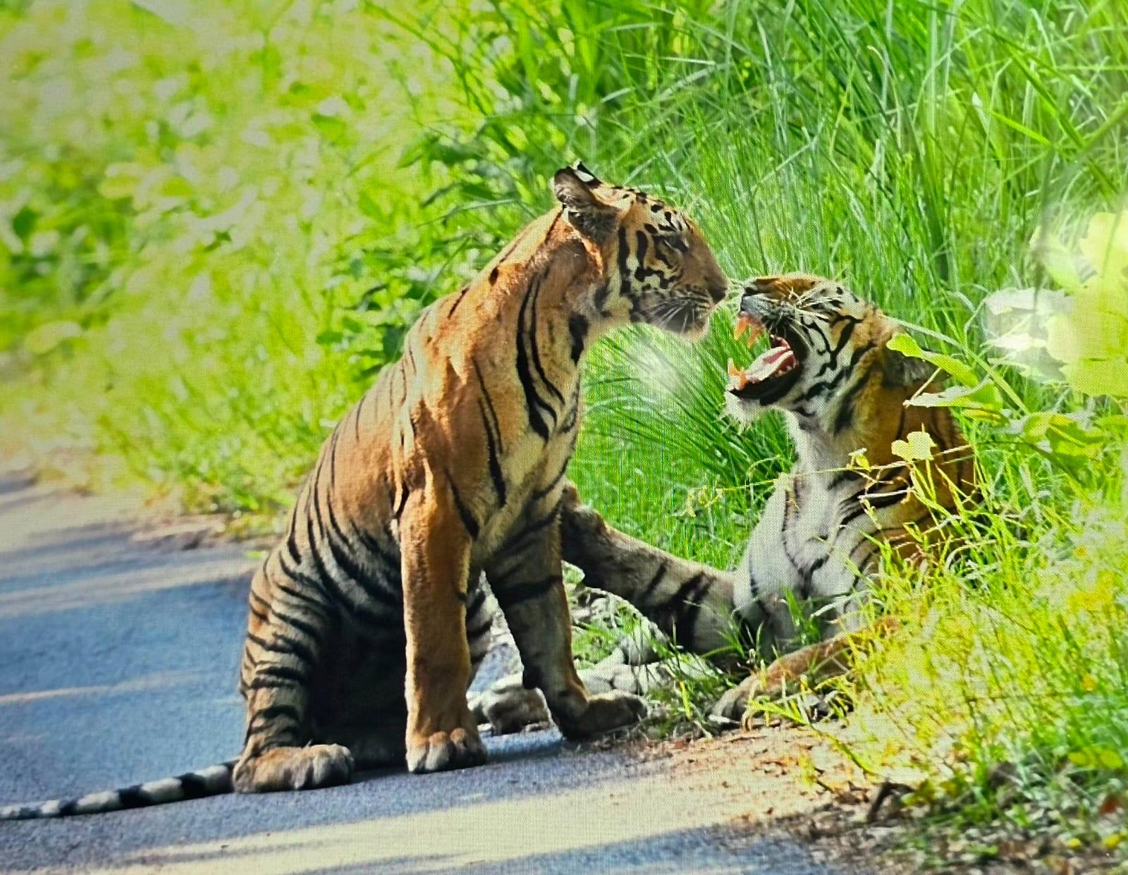Attachment d9b11413-0d46-428a-8f29-08566f9fe2ac_A_tigress_with_sub_adult_cub_on_safari_route_in_Pilibhit_tiger_reserve_Photo_by_DFO_Manish_Singh.jpg