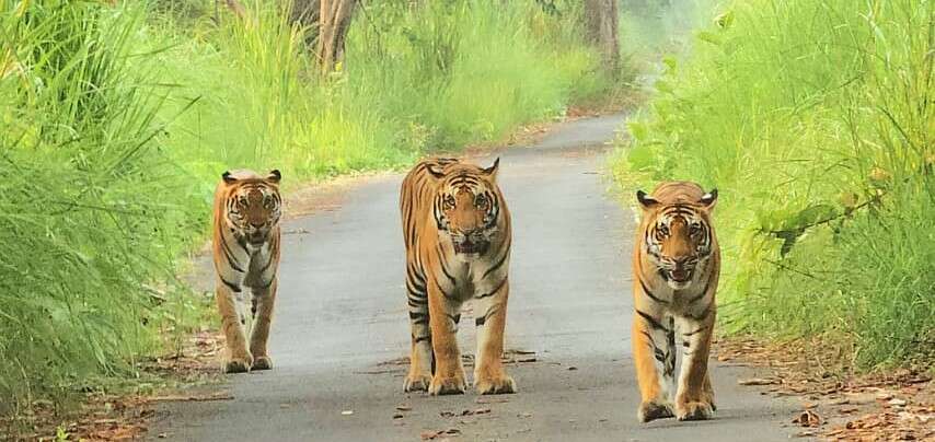 Attachment 99afe481-4fa3-4b36-b63e-4bf5f2d4a9a2_A_tigress_with_her_two_cubs_roaming_on_safari_route_in_Pilibhit_tiger_reserve_photo_by_Manish_Singh_DFO.jpg