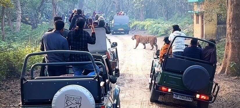 Attachment 681c7a96-280a-423c-afb2-63cc8ee2cdce_Safari_at_Pilibhit_tiger_reserve.jpg