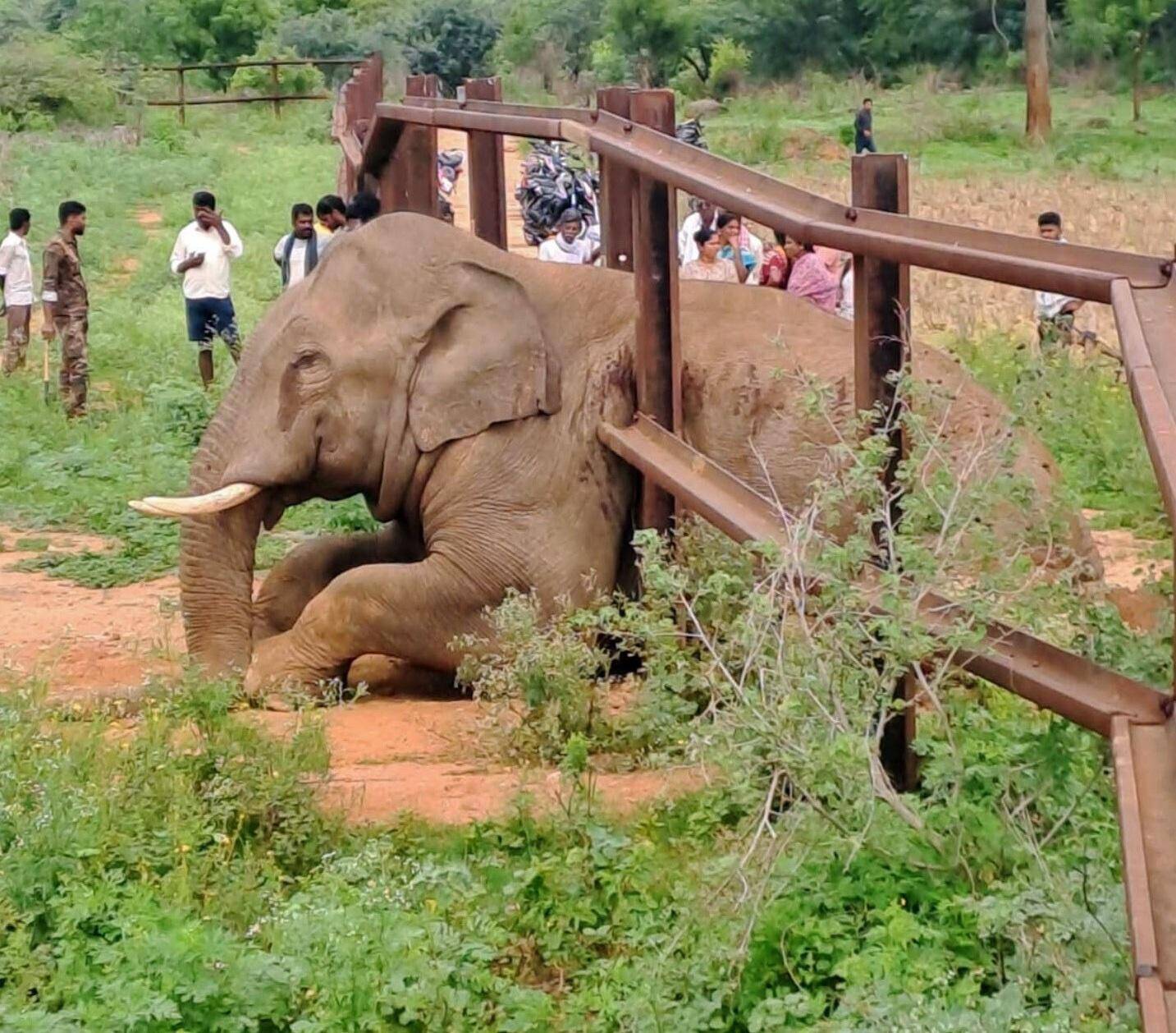 Tusker rescued after getting trapped in railway fence in Karnataka