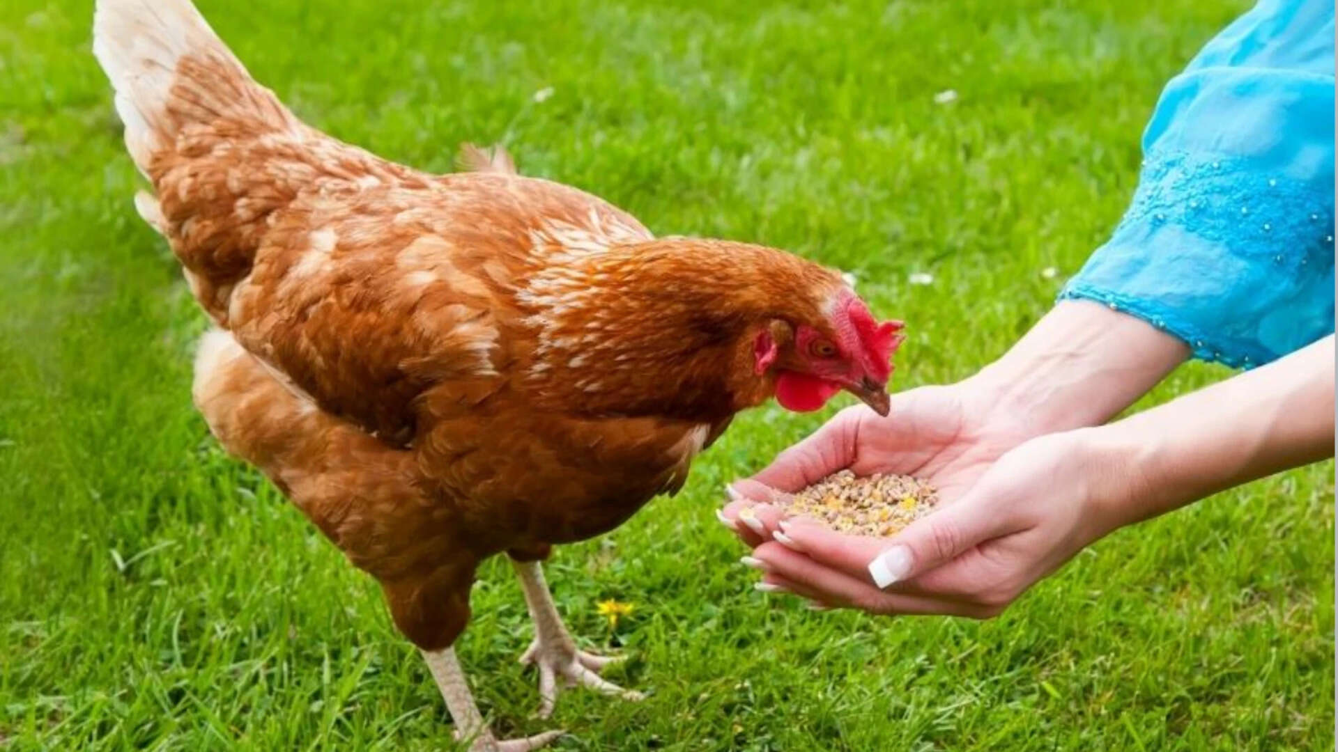 Swedish proverb of the day: 'Even a blind hen finds a grain sometimes'