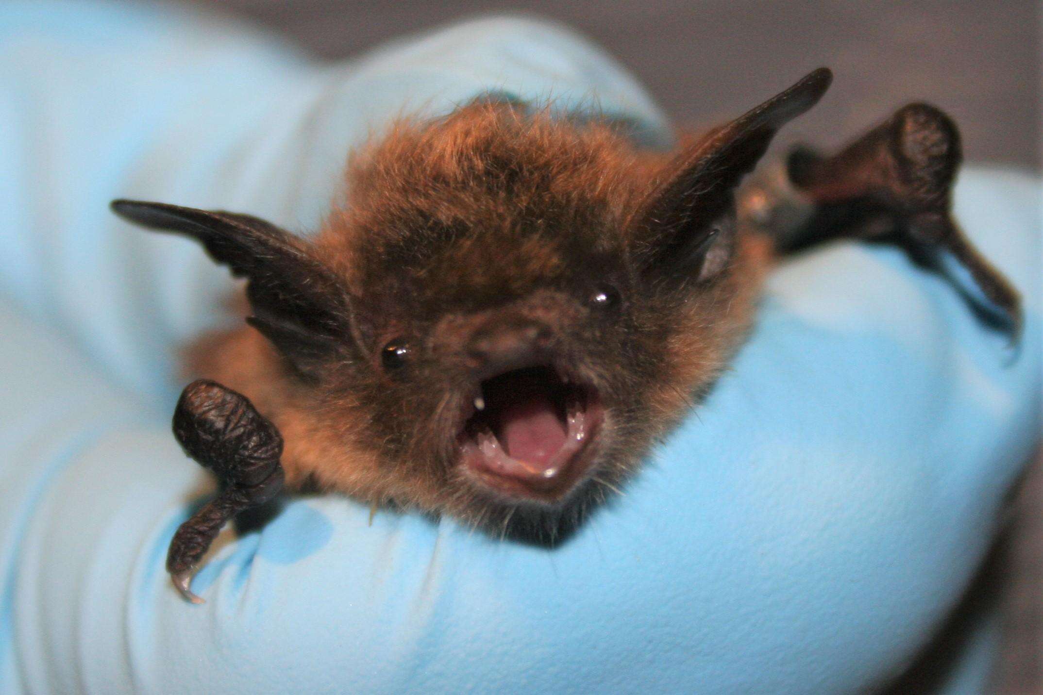 Bat on his face, no visible bite: 11-year-old Canadian boy dies of rabies weeks later