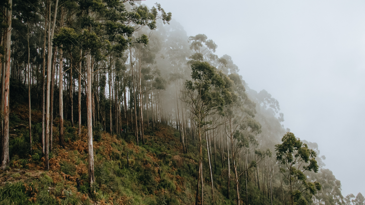 Why eucalyptus trees shed their bark every year and how it helps them survive