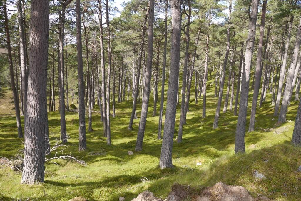 Wikimedia Commons Mature_pine_plantation_-_geograph.org.uk_-_6270126
