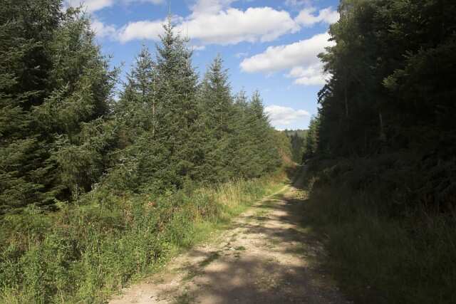 Sitka_Spruce_in_Cropton_Forest_-_geograph.org.uk_-_1498676