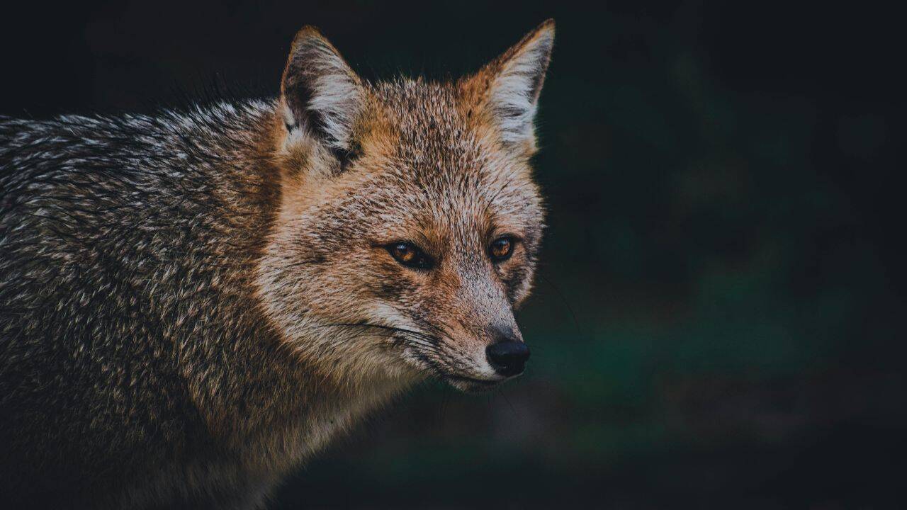 canva The native predator of India's grasslands and open landscapes