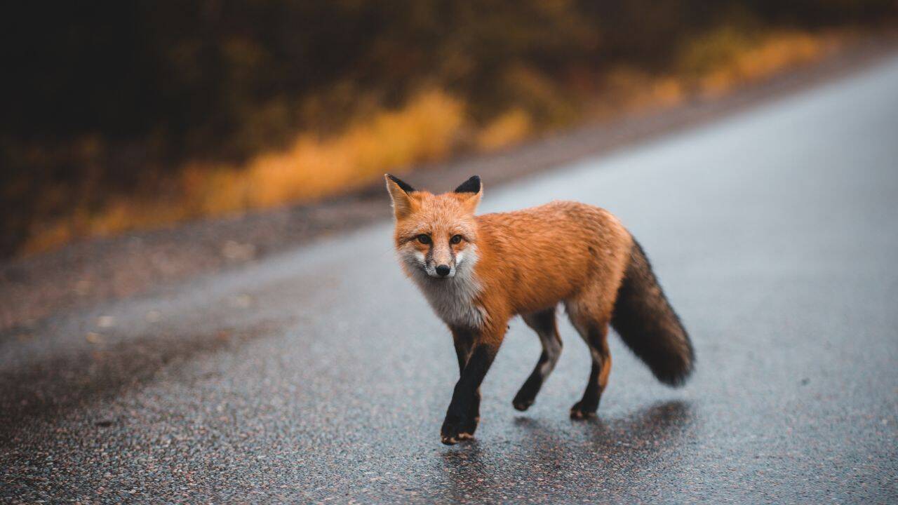 canva The native predator of India's grasslands and open landscapes