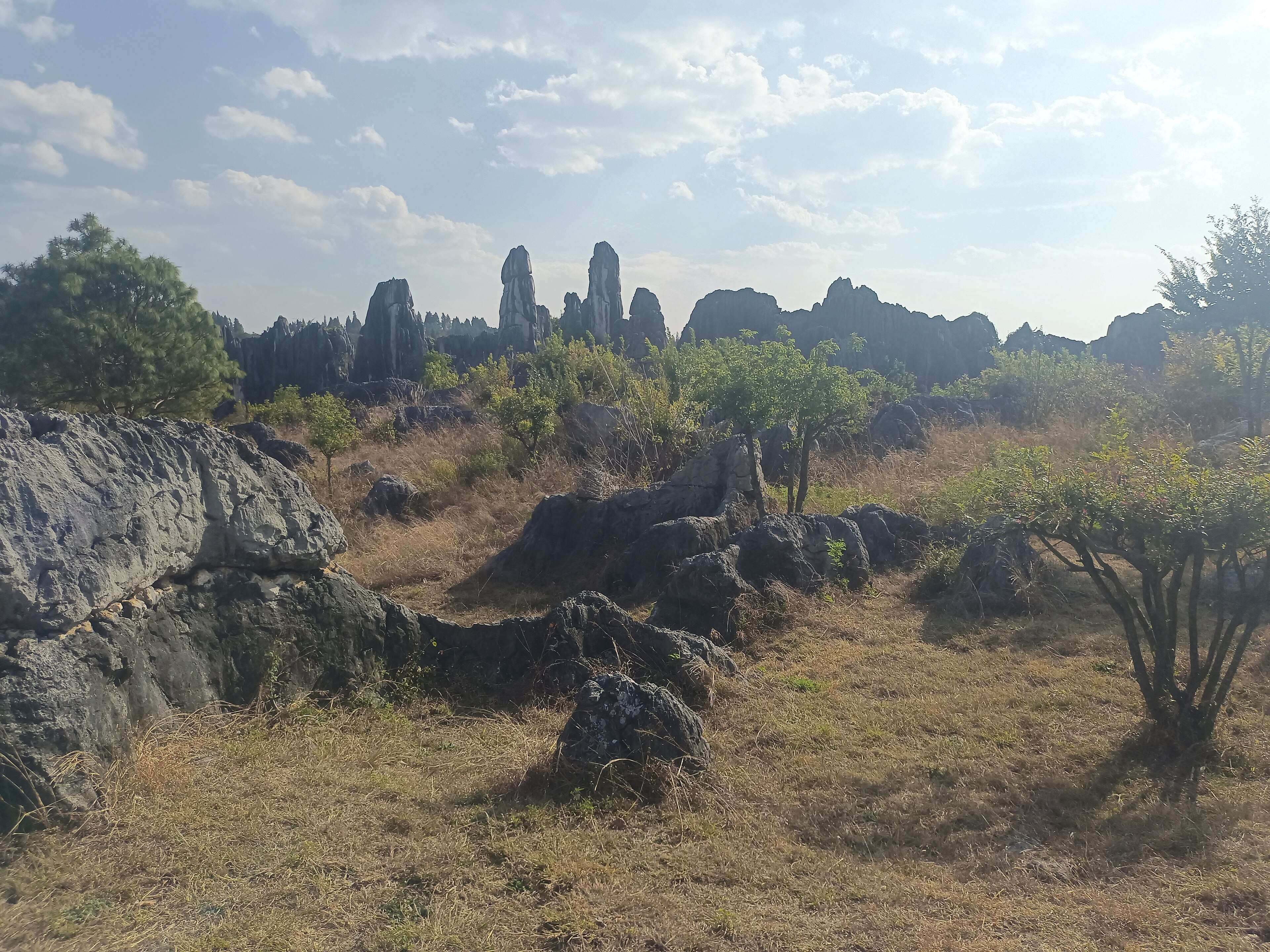 Stone_Forest_20260223-7