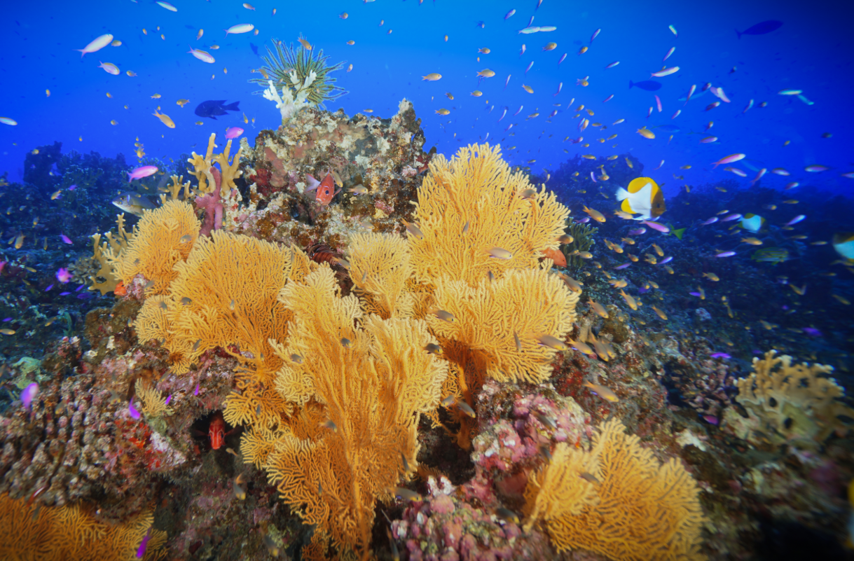 Wikimedia Commons Sea_fans_coral_reef_Pagan_2022