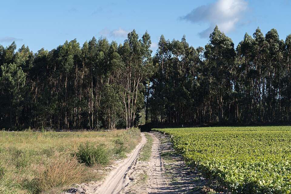Wikimedia Commons 2025-09-21_Trail_from_Óbidos_to_the_Lagoa_de_Óbidos_1