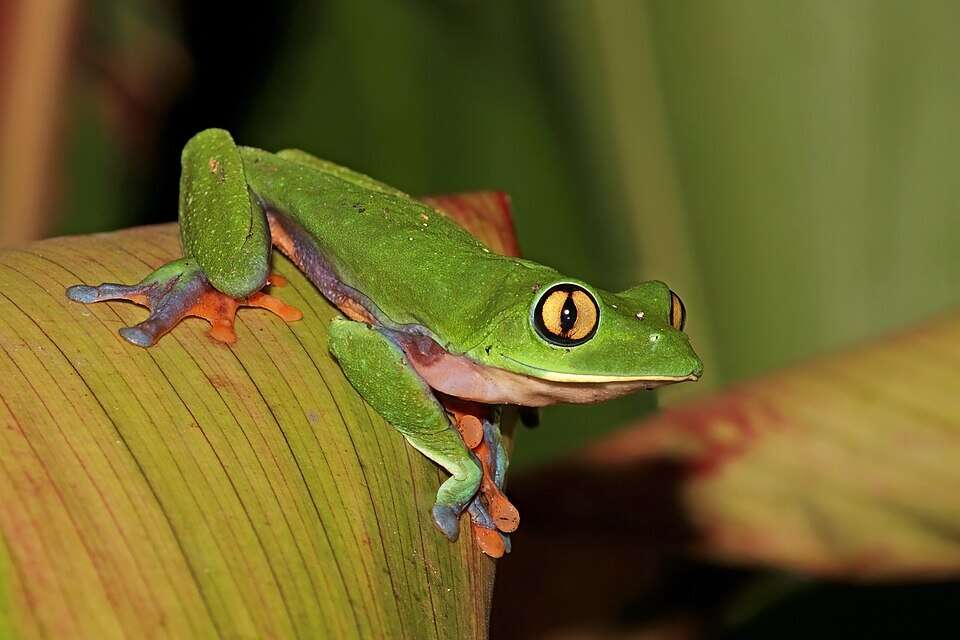 Golden-eyed_tree_frog_(Agalychnis_annae)