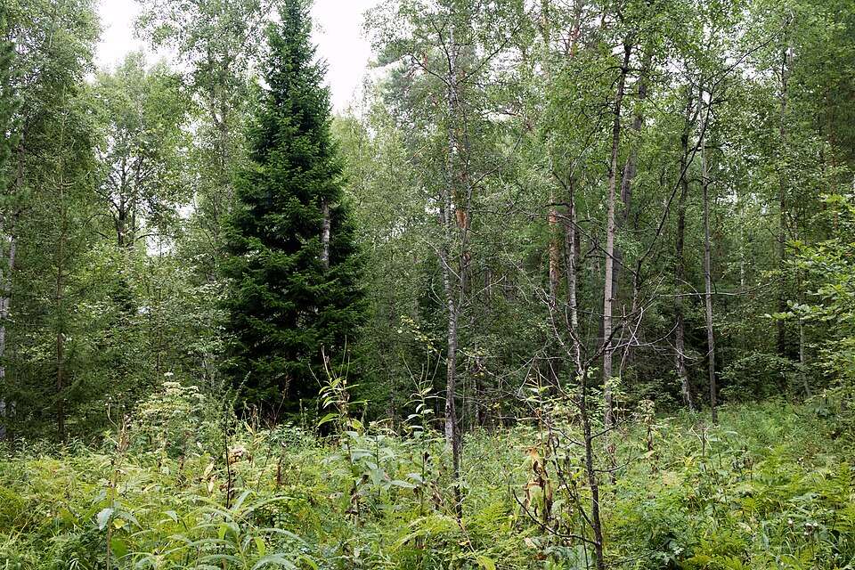 Wikimedia Commons Forest,_Siberian_taiga,_Krasnoyarsk_Sea,_Russia