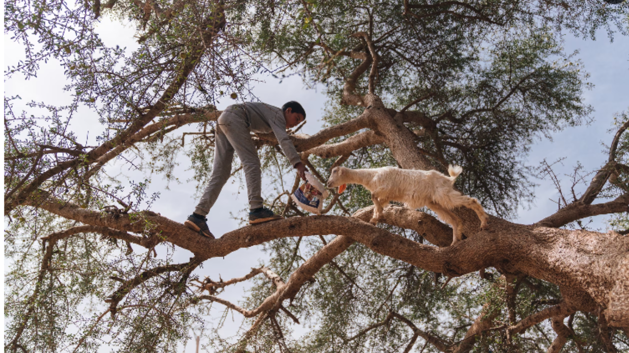 Morocco's famous tree-climbing goats are helping forests in an unexpected way