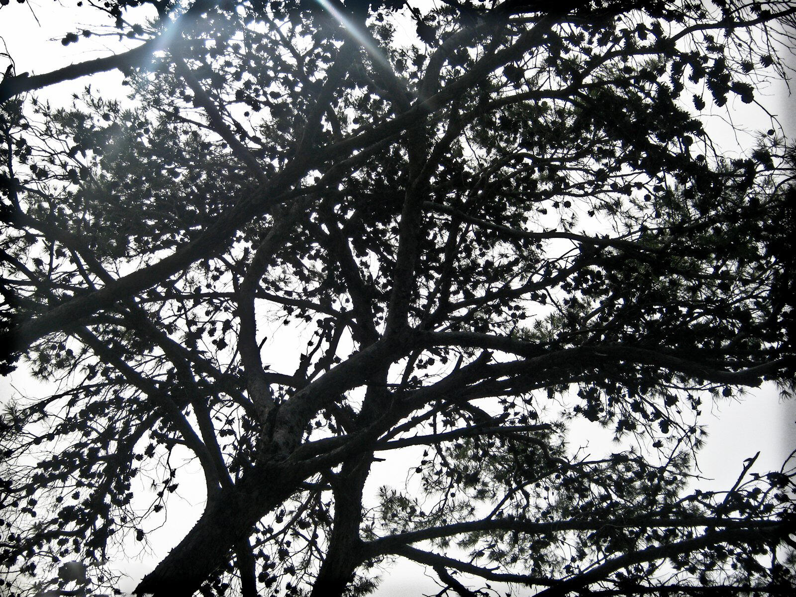 PikiWiki_Israel_28854_Pine_Tree