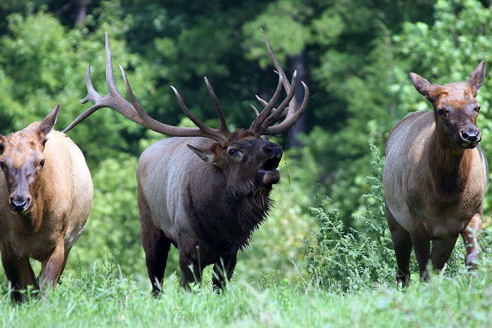 Wikimedia Commons Cervus_canadensis_18zz