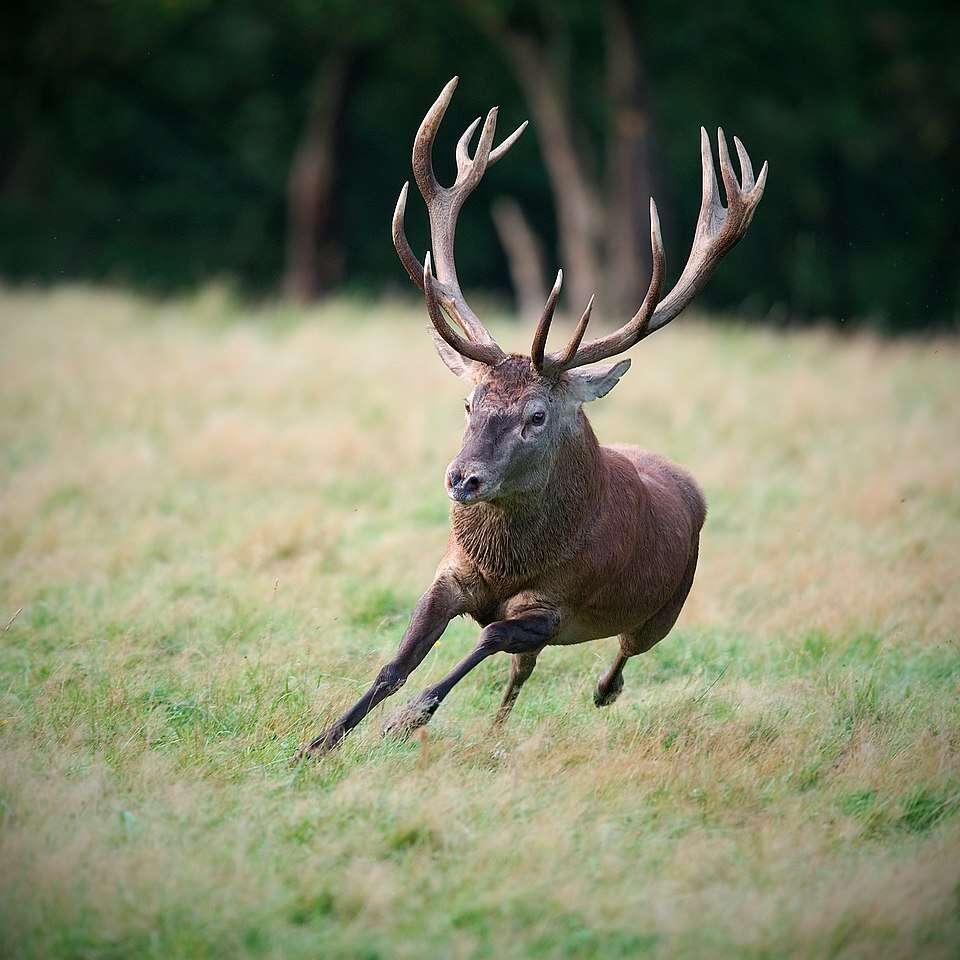 960px-Cervus_elaphus_Luc_Viatour_5