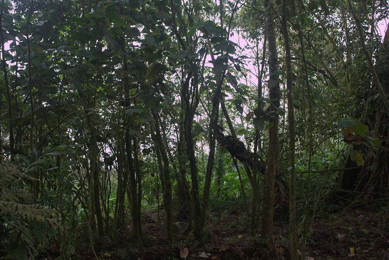 Shrubs_in_the_Primary_Forest