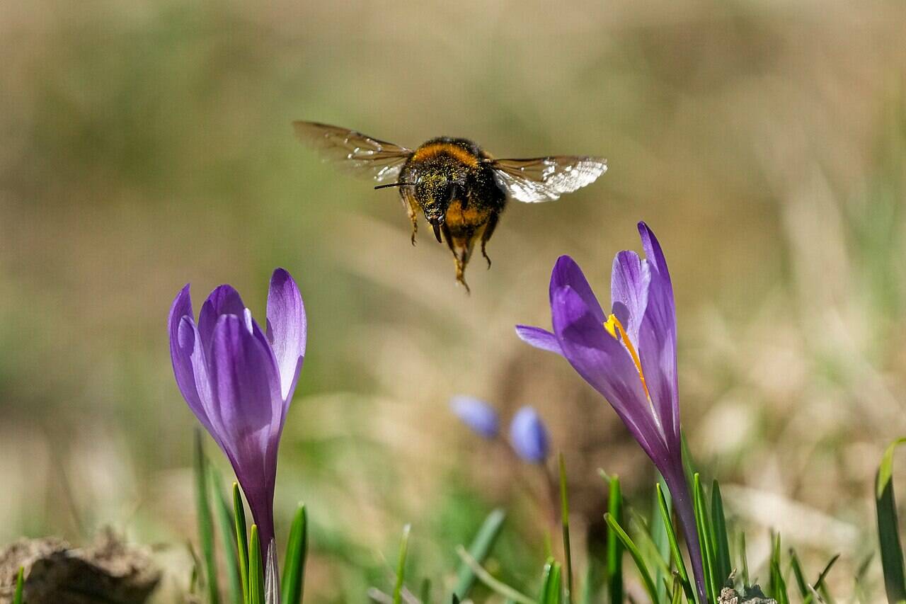 061_Wild_Bumblebee_in_flight_pollinating_with_Crocus_Parc_naturel_régional_Jura_vaudois_Photo_by_Giles_Laurent