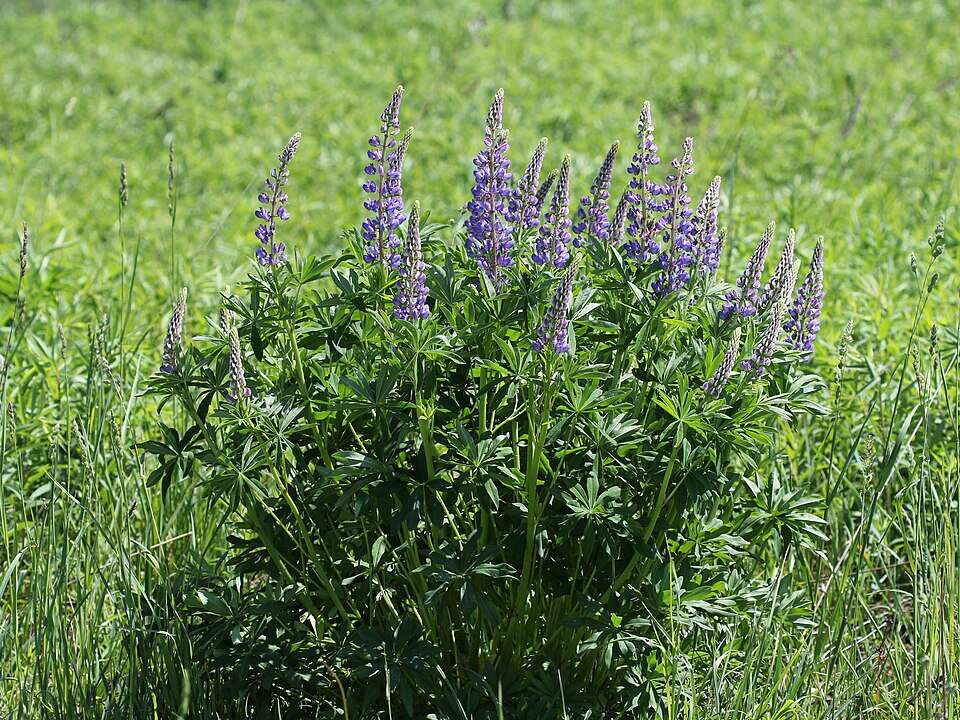 Lupinus_polyphyllus_UA_2013_G1