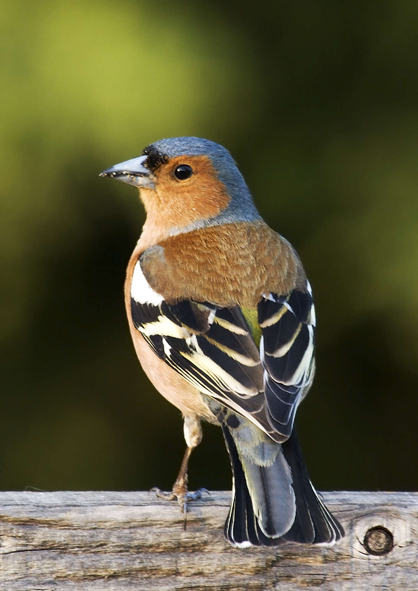 Wikimedia Commons Fringilla_coelebs_chaffinch_male_edit2