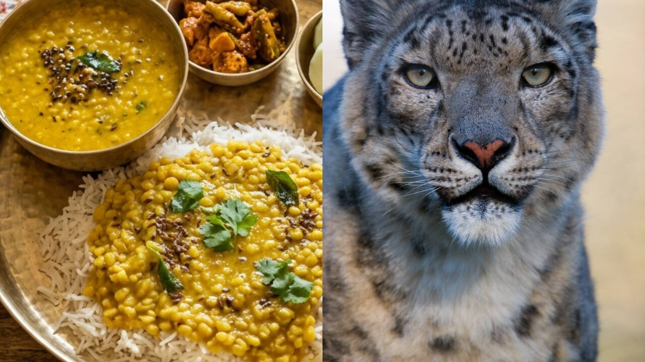 Himalayan Herb Jimbu Emerges as Unlikely Savior for Nepal's Snow Leopards