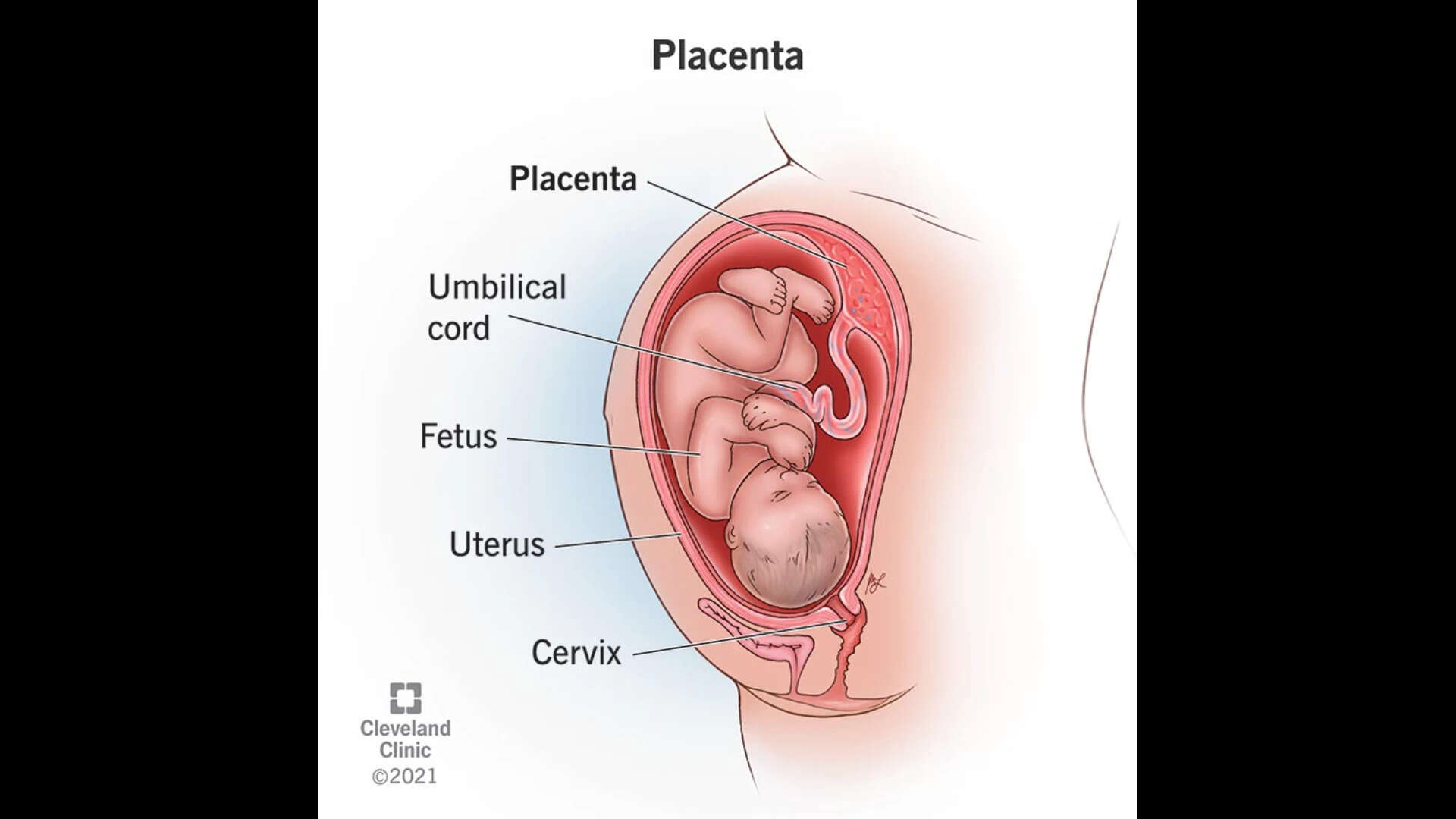 What is human placenta? -