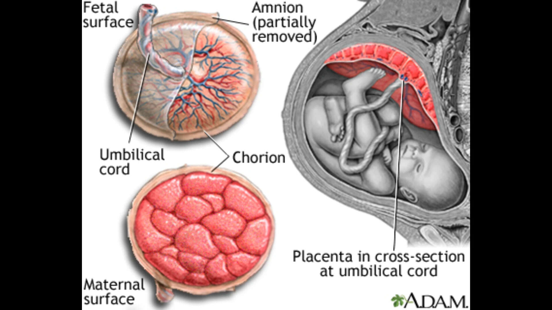 Anatomy of a normal placenta -