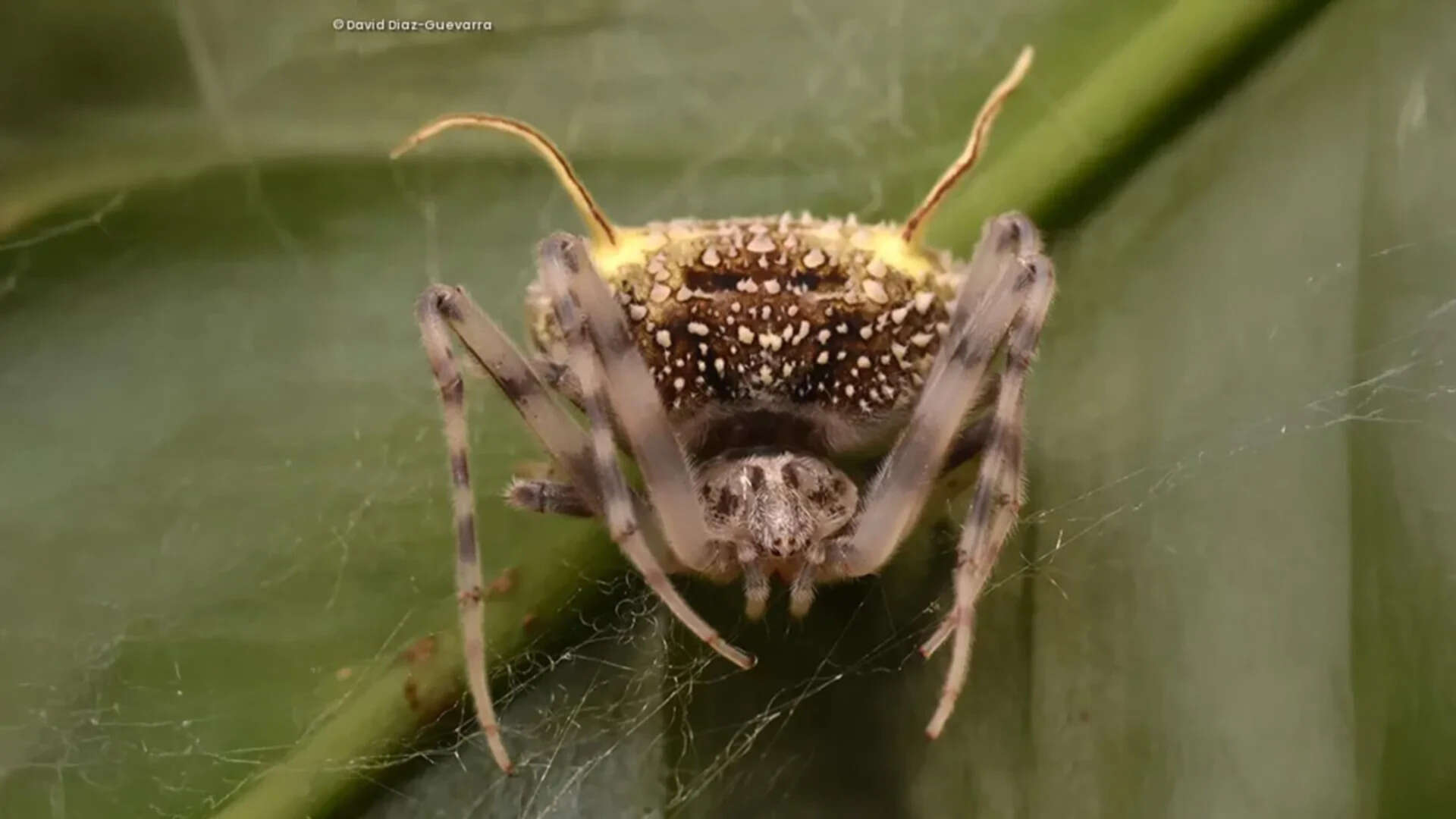 Scientists found a spider in the Amazon that looks like a parasitic fungus so perfectly they first mistook it for a mushroom