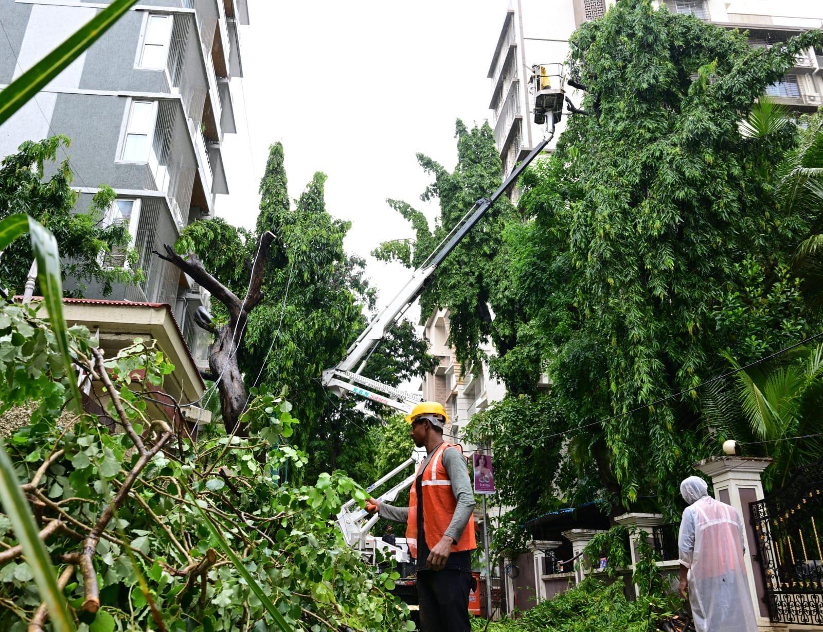 BMC launches probe into Chembur tree collapse that killed one person