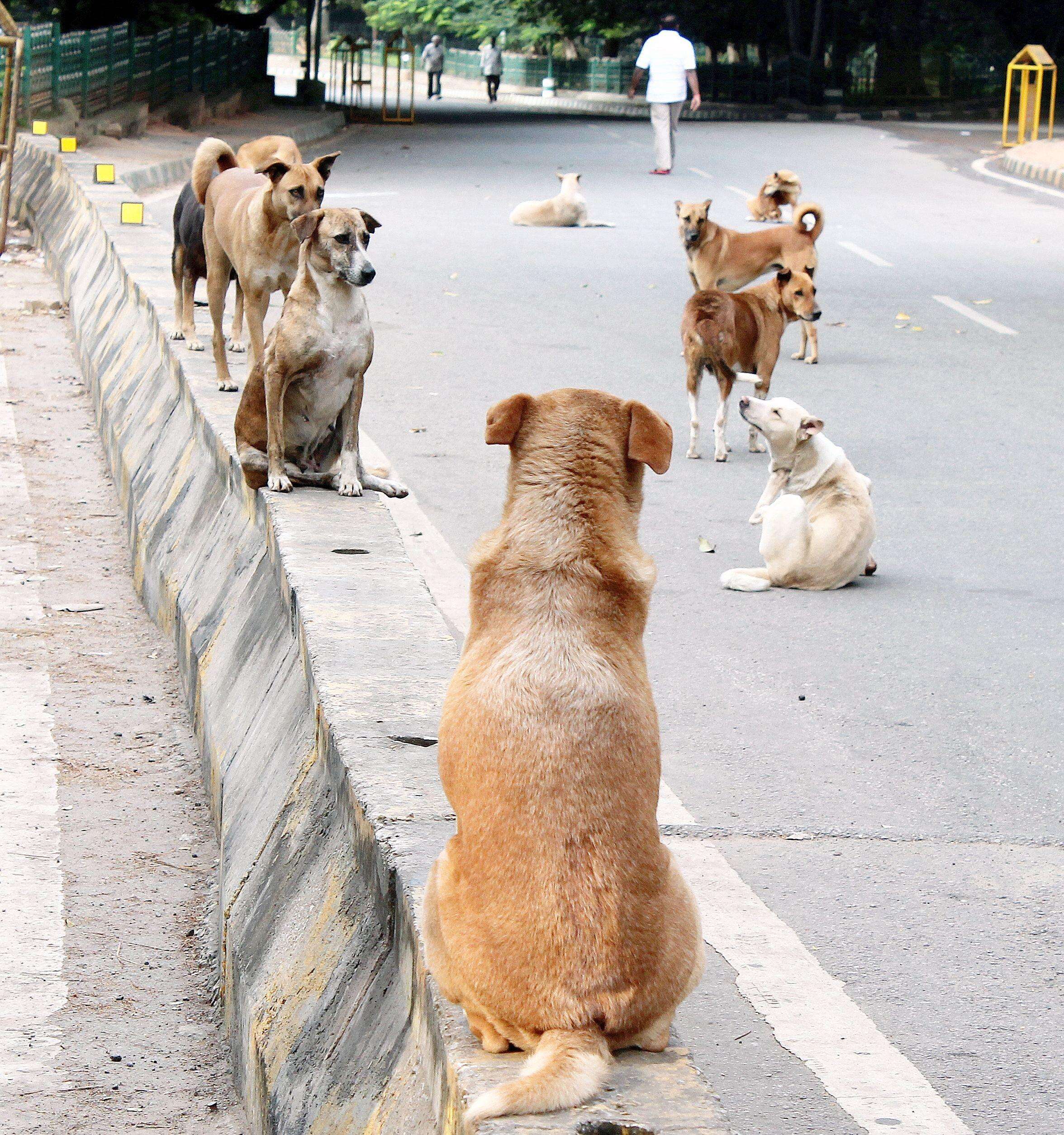 Mumbai to build 3 new dog shelters as stray population reaches 94,000