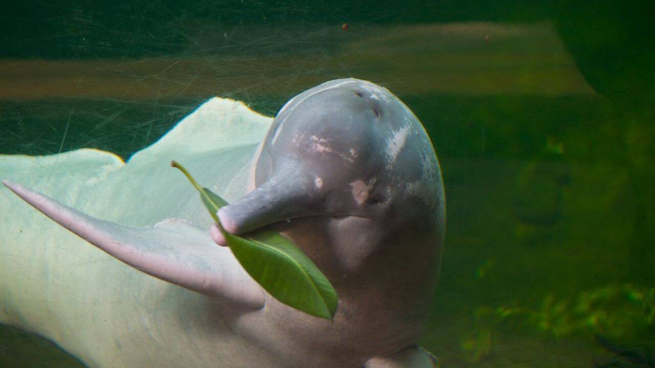 Why are Amazon river dolphins pink: Here's the surprising science behind their unusual colour