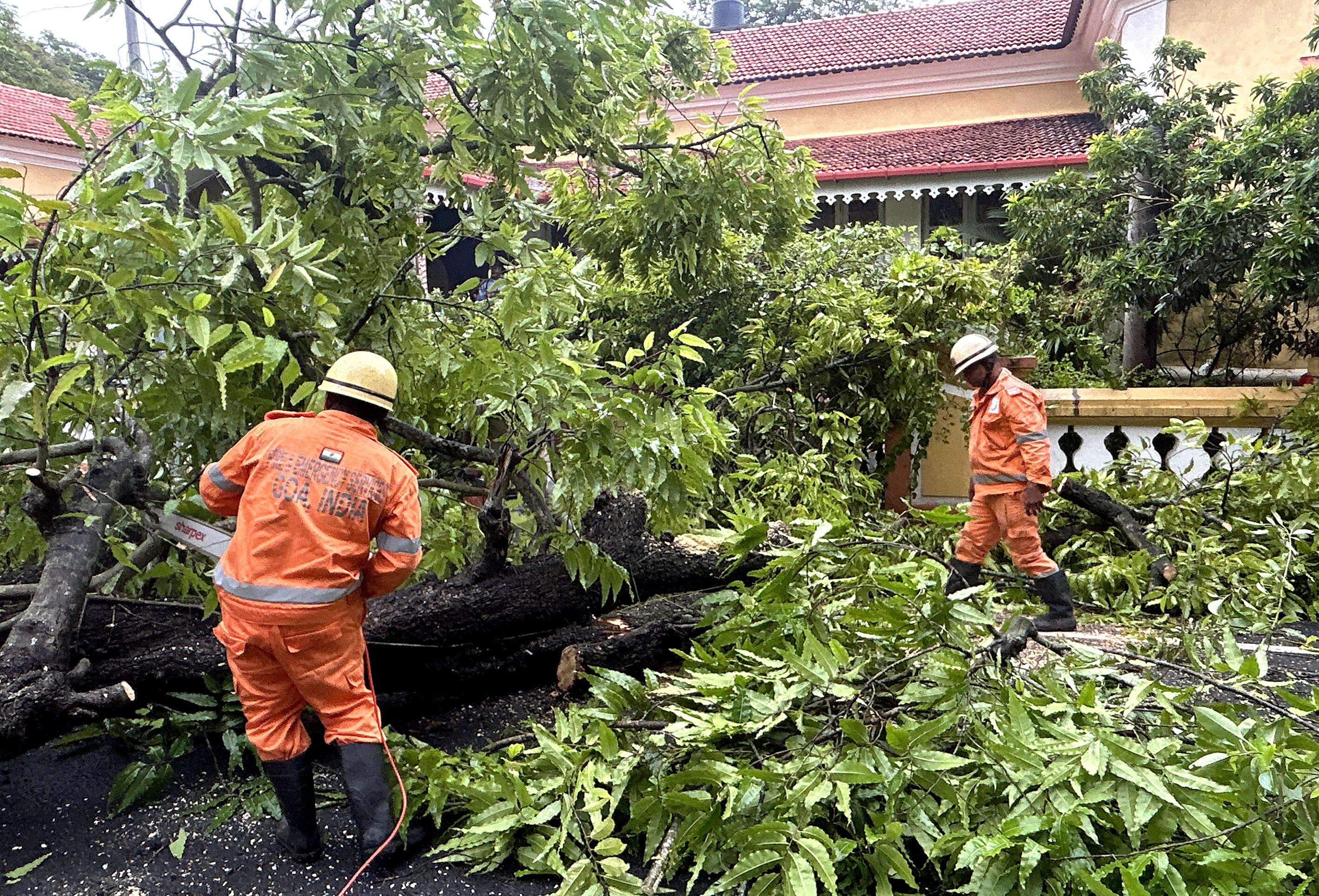 Navi Mumbai cuts 7,000 trees ahead of monsoon as safety hazard