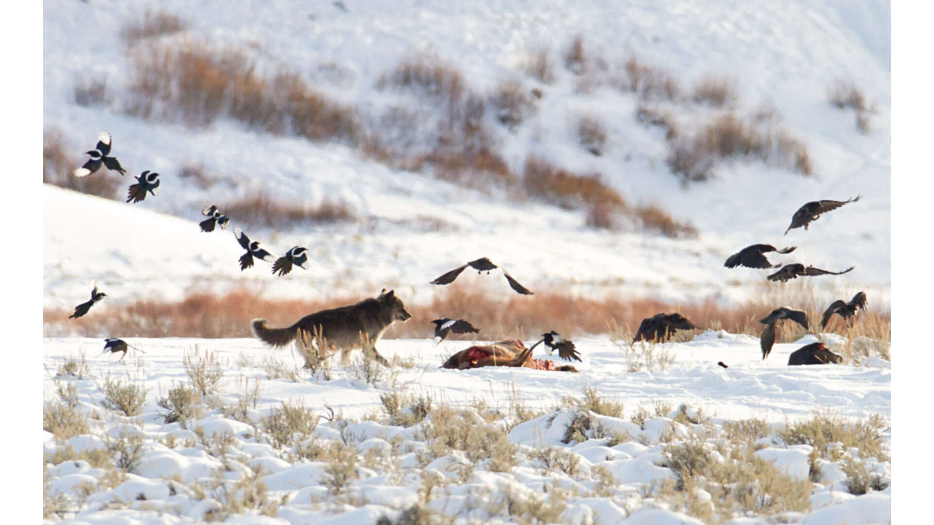 Wolves and Ravens