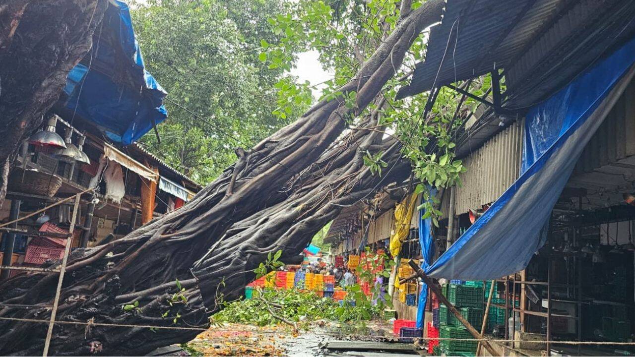 Large tree falls on Dadar road near flower market, traffic disrupted