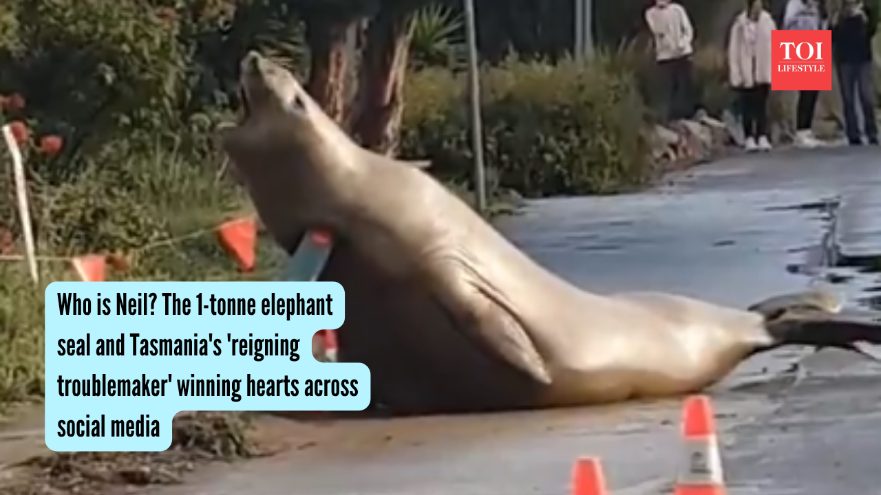 Who is Neil The 1-tonne elephant seal and Tasmania's 'reigning troublemaker' winning hearts across social media