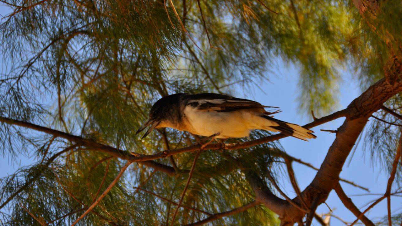 Butcher Bird singing