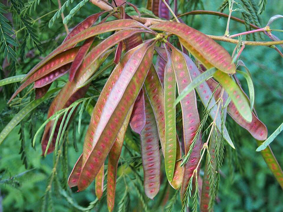 Wikimedia Commons Leucaena_leucocephala_Leucena_białogłówkowa_2020-07-28_05