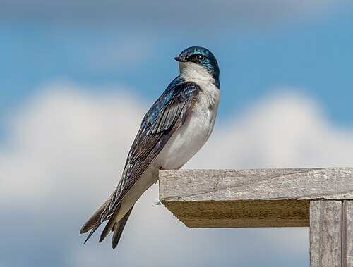 Tree_swallow_in_JBWR_(25579)